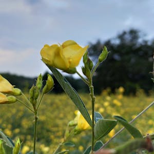 Reolink Argus 4 Pro - beste beveiligingscamera 2026